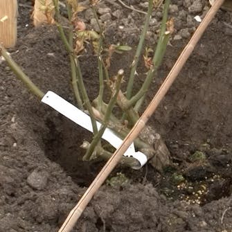 plante roser i bed plante roser i bed